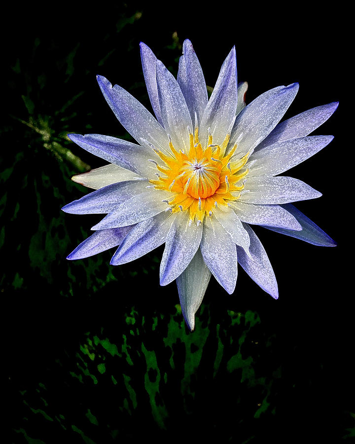 Painted Lily Photograph by Steve McKinzie