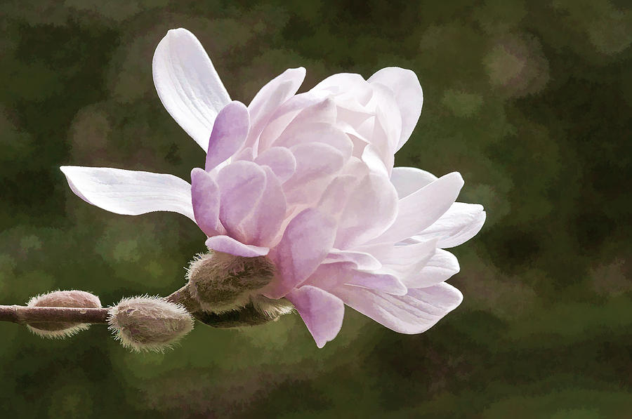 Painted Magnolia Photograph by Cathy Kovarik