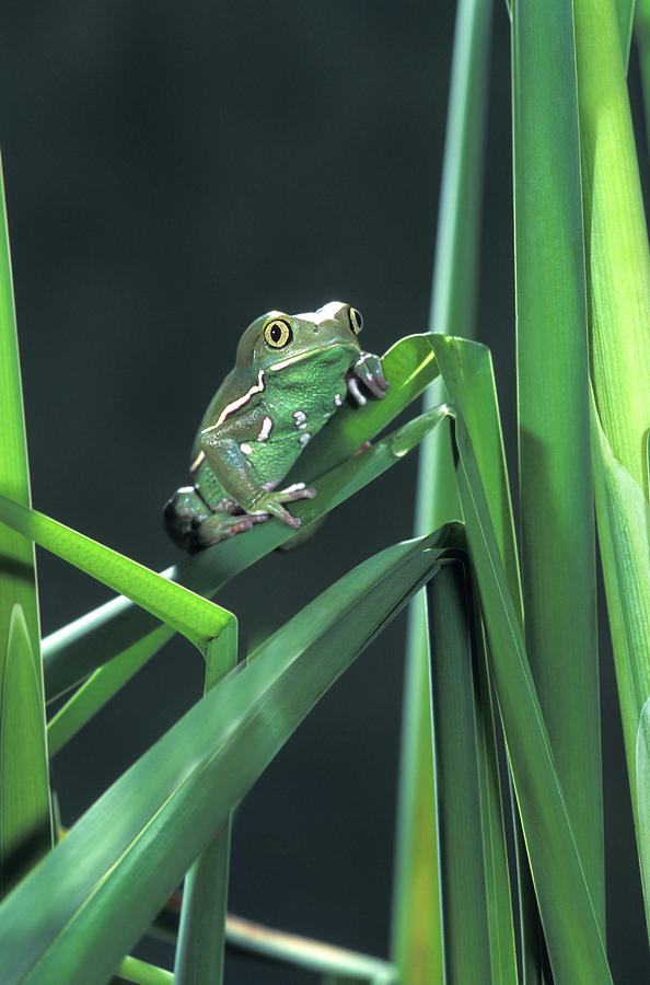 Painted Monkey Frog In Reeds Photograph