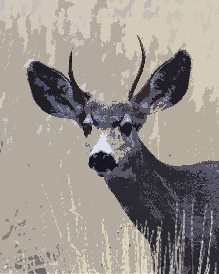 Painted Mule Deer Buck Photograph by Steve McKinzie