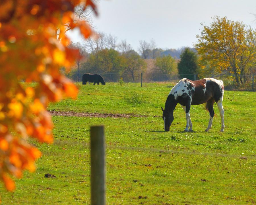 Painted Pony Fall Photograph by Coby Cooper