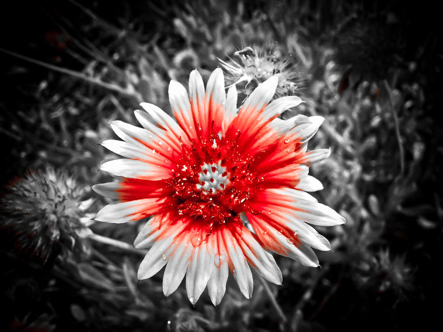 Nature Photograph - Painted Red by Jessica Brawley