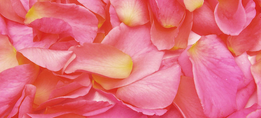 Rose Digital Art - Painted Rose Petals by Phill Petrovic