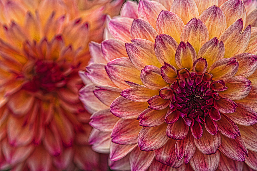Painted Stacked Dahlias Photograph by Wes and Dotty Weber