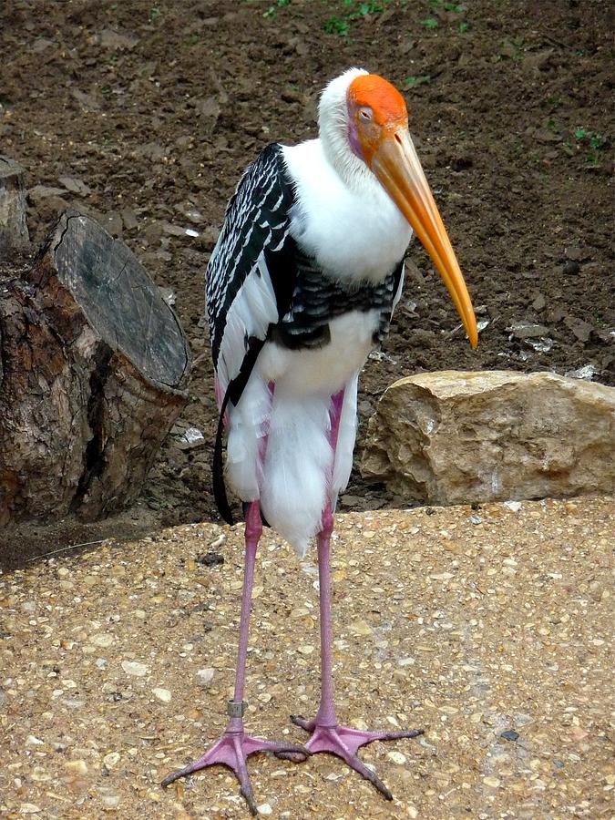 Painted Stork Photograph by Jo Sheehan
