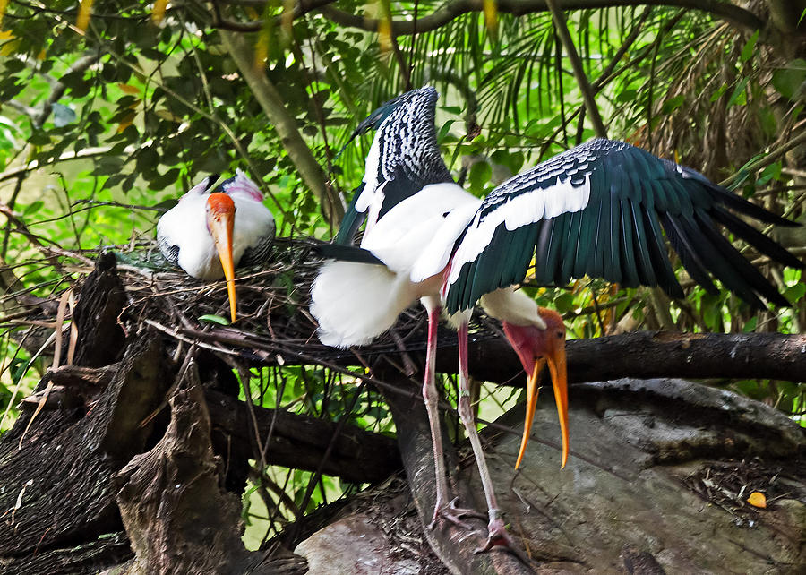Painted Stork Pair Photograph by Farol Tomson