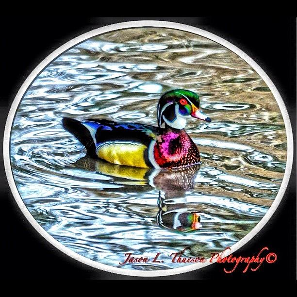 Duck Photograph - Painted Style by Jason Thueson