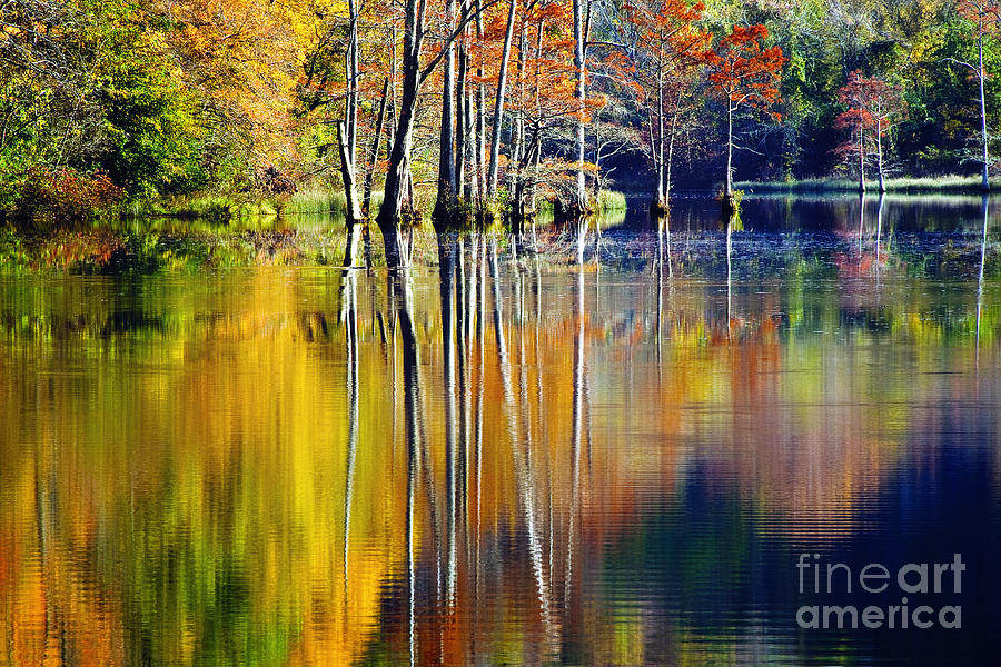 Tree Photograph - Painted Trees at Beavers Bend by Tamyra Ayles