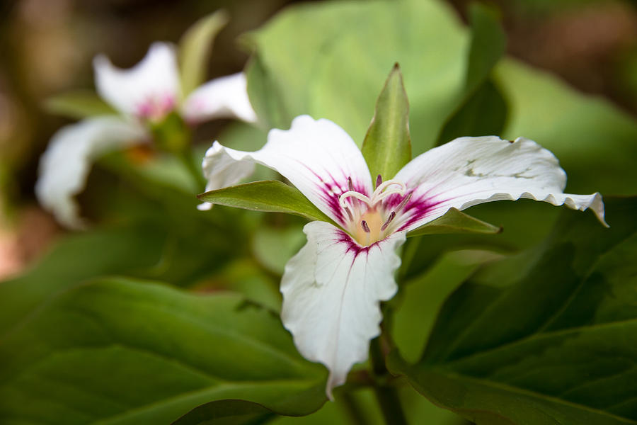 Painted Trillium Photograph by Robert Clifford