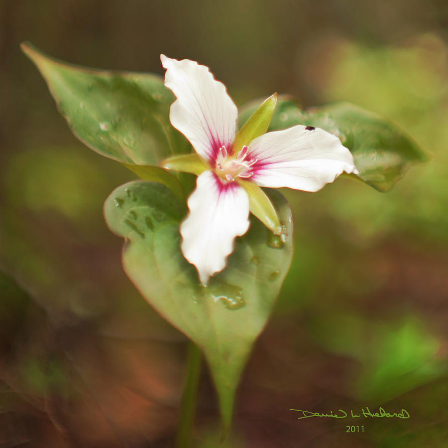 Painted Trillium with fauna Photograph by Daniel Hebard
