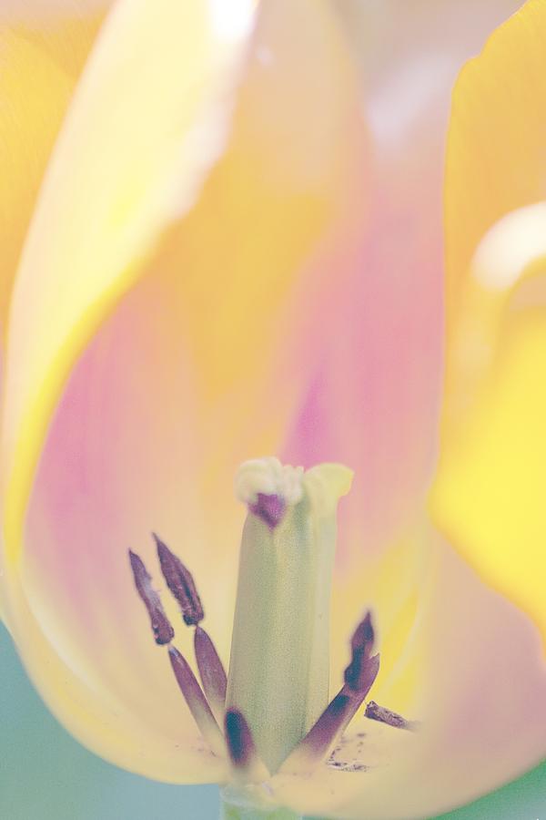 Inside The Tulip Photograph by Gilbert Artiaga