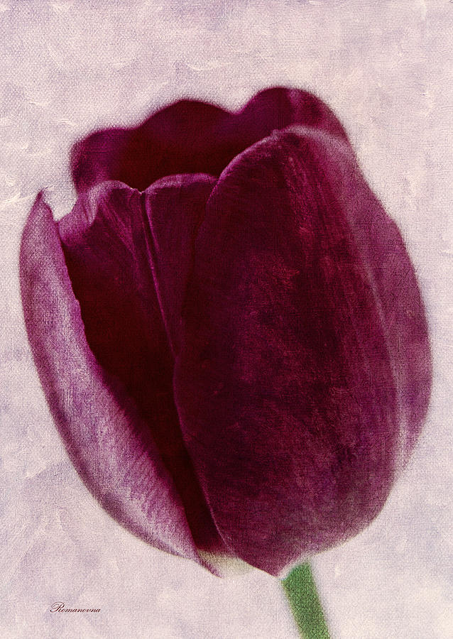 Tulip Mixed Media - Painted Tulip by Georgiana Romanovna