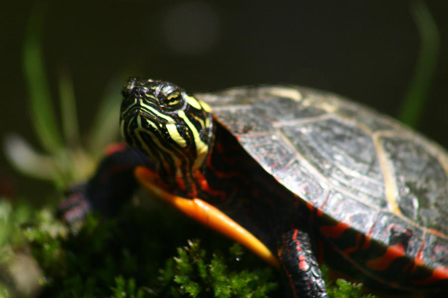 Painted Turtle Photograph by Benjamin Dahl