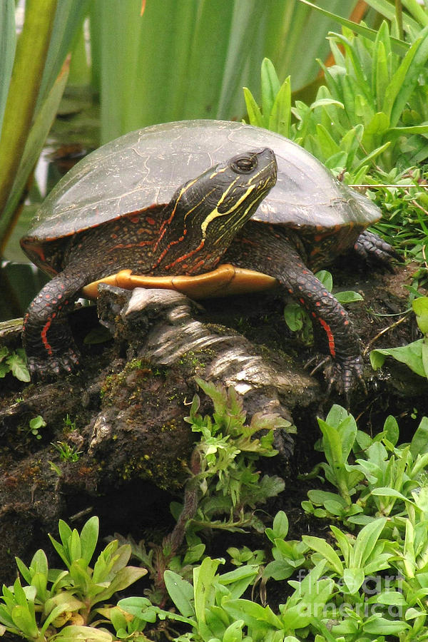 Painted Turtle Photograph by Frank Townsley - Fine Art America