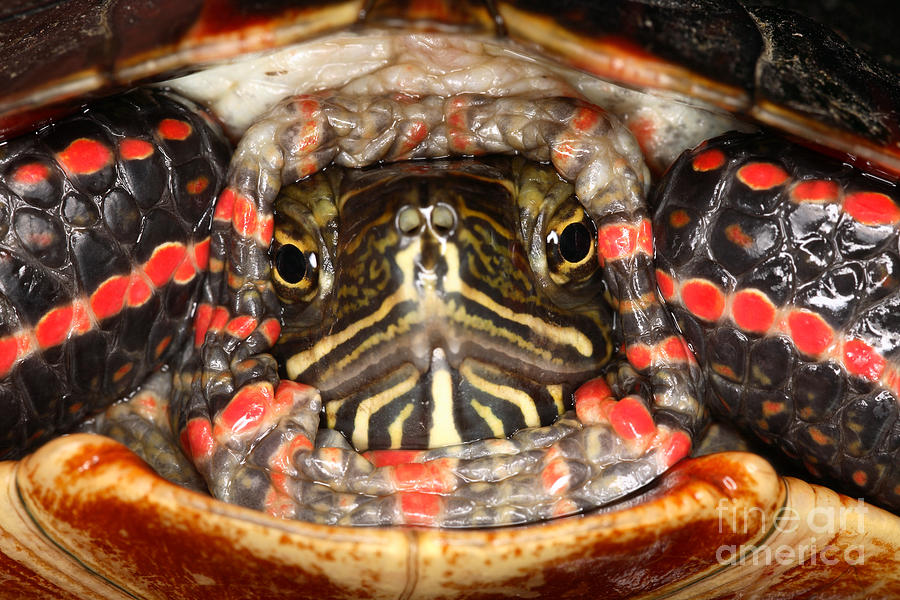Painted Turtle Head Photograph by Ted Kinsman Fine Art America
