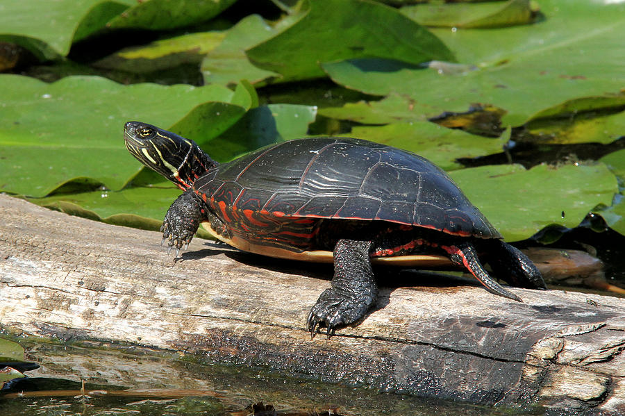 Painted Turtle on log Photograph by Doris Potter