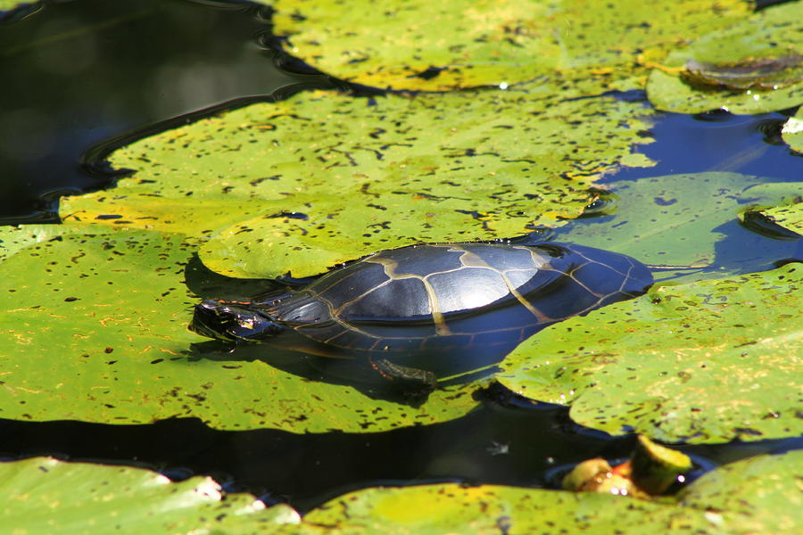 Painted Turtle on Water Lilies Photograph by John Burk - Fine Art America