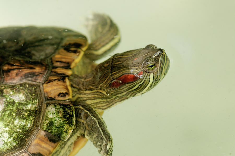 Animal Photograph - Painted Turtle by Roderick Bley