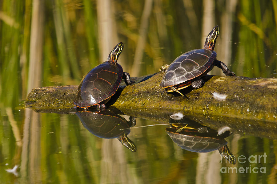 Turtle Photograph - Painted turtles coming out of the water by Christine Kapler