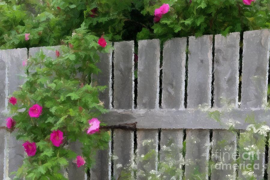 Painterly Fence and Roses Photograph by Barbara A Griffin