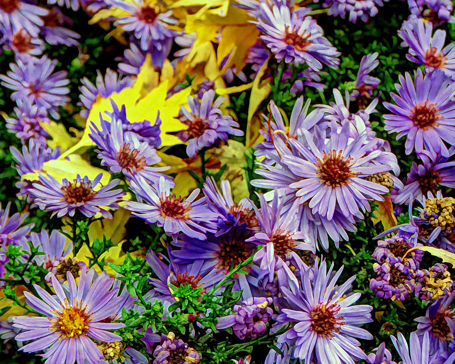Painterly Floral Photograph by Chris Anderson