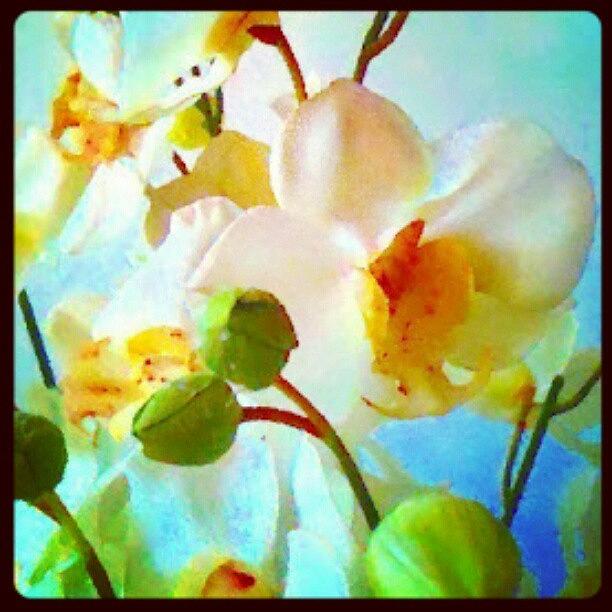 Instagram Photograph - Painterly Flowers #android #andrography by Marianne Dow