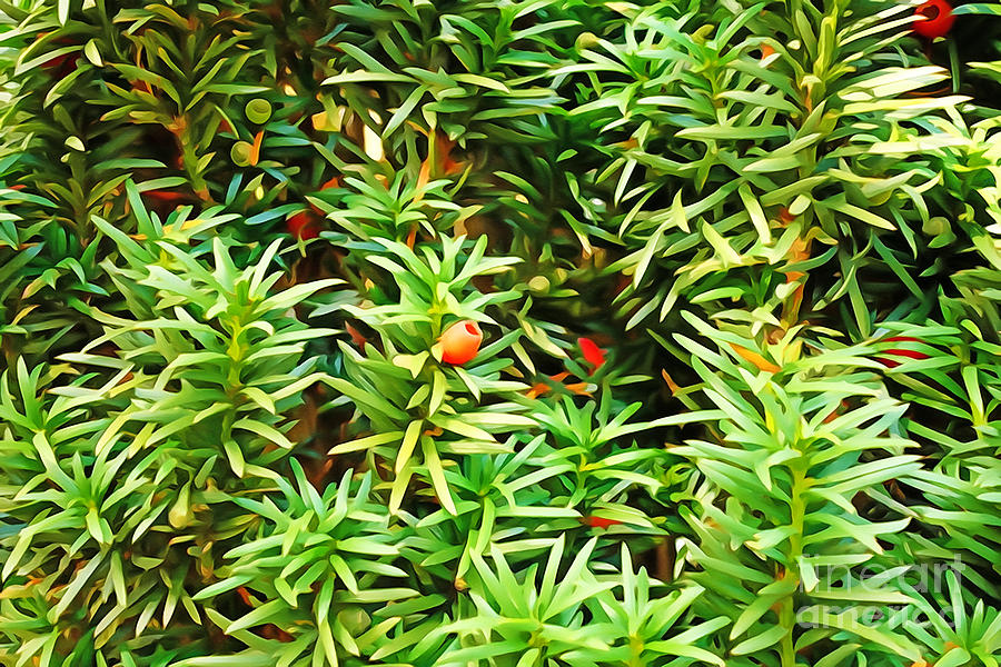 Painterly Foliage Yew Photograph by Lutz Baar
