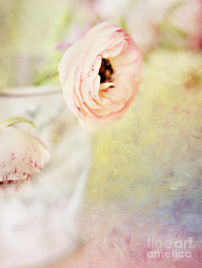 Painterly Pink Ranunculus in Vase Photograph by Susan Gary