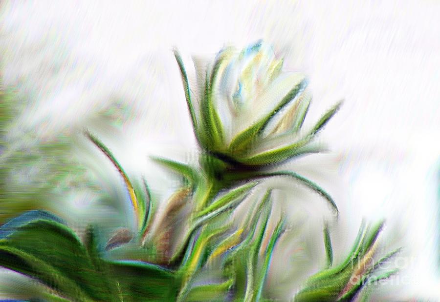 Painterly White Roses Digital Art by Barbara A Griffin