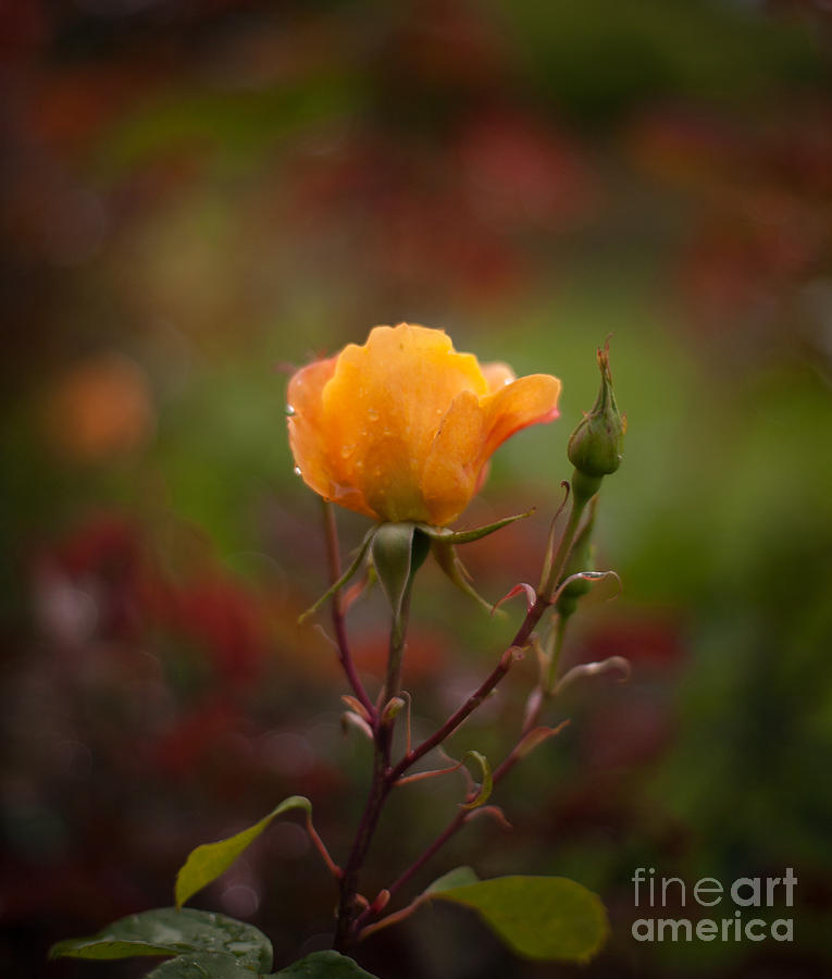 Painterly Yellow Rose Photograph