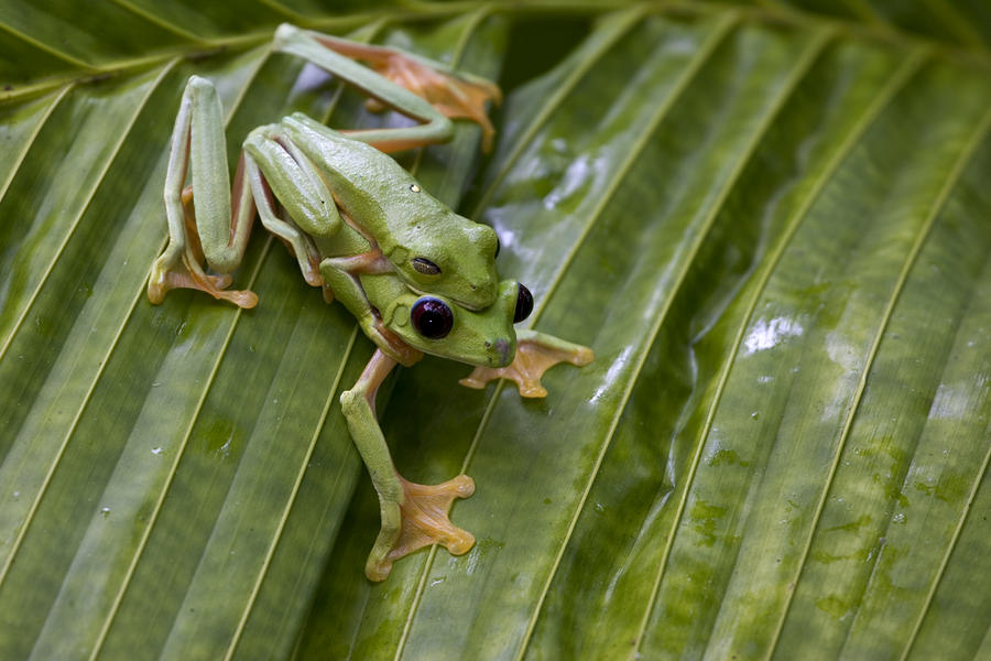 Pair Of Breeding Gliding Tree Frogs Photograph by Roy Toft