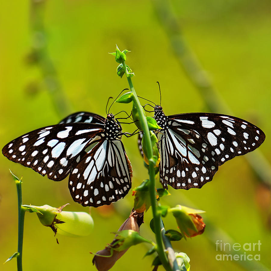 Butterfly Photograph - Pair of Butterfly by Mukesh Srivastava