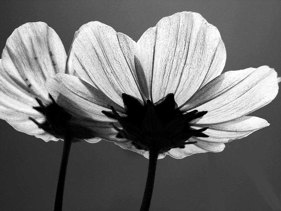 Flower Photograph - Pair Of Cosmia Flower by Sumit Mehndiratta