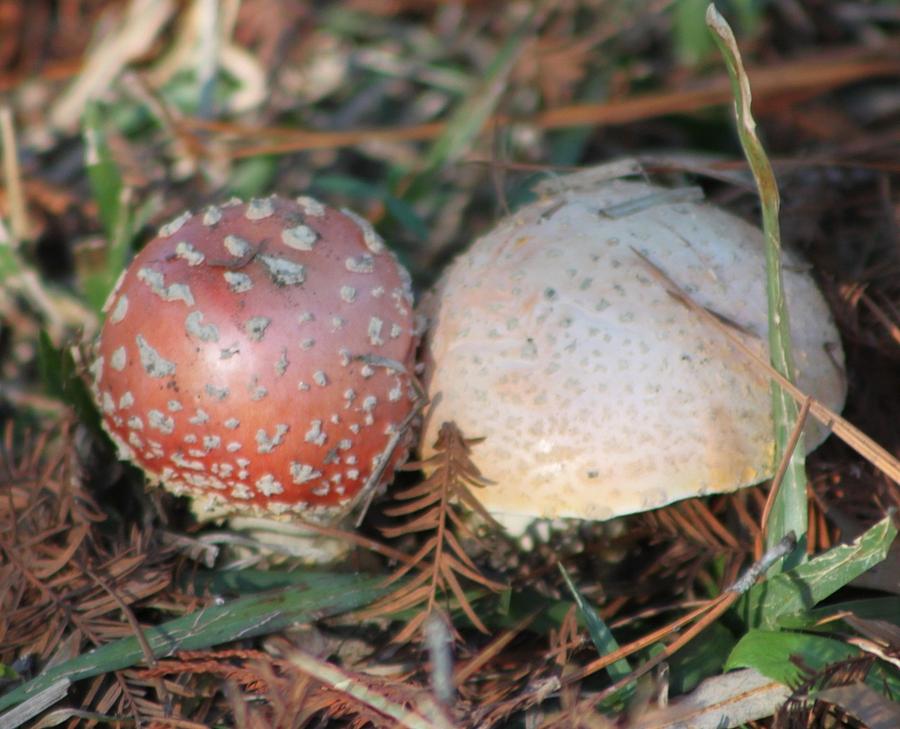 Pair of Emerging Mushrooms  Photograph by Jeanne Juhos