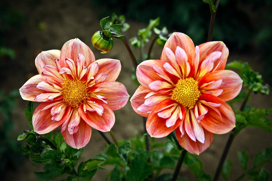 Pair of Flowers Photograph by Steve McKinzie