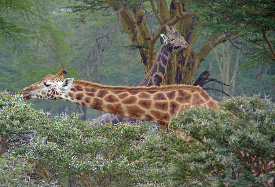 Pair of giraffes Photograph by Tony Murtagh