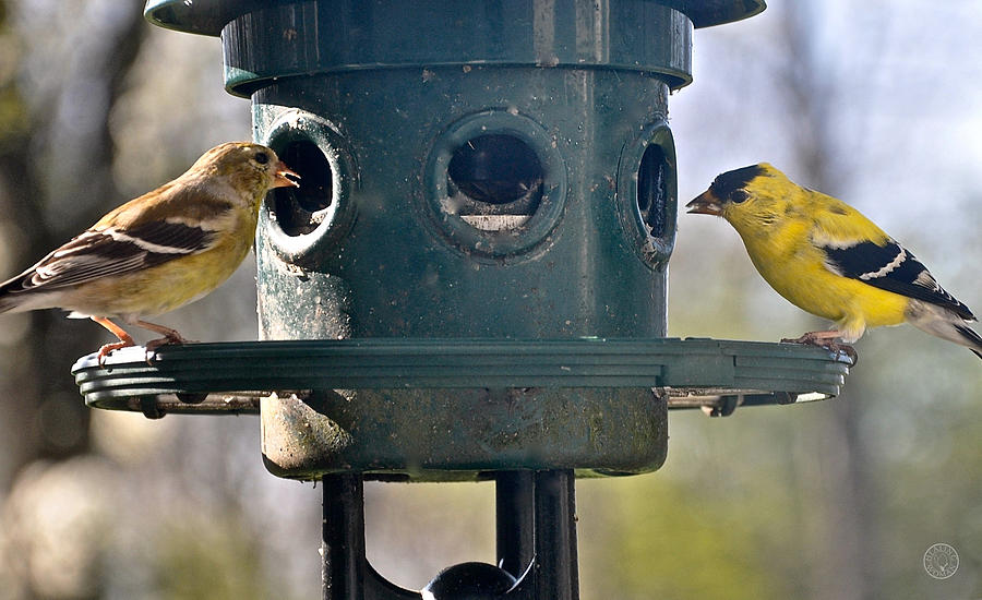 Pair of goldfinches at the feeder Photograph by Healing Woman - Fine ...