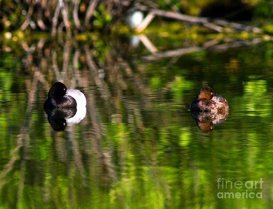 Pair Of Greater Scaups On Water Photograph by Terry Elniski