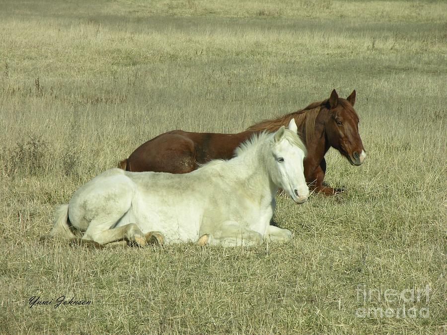 Pair of Horses Photograph by Yumi Johnson