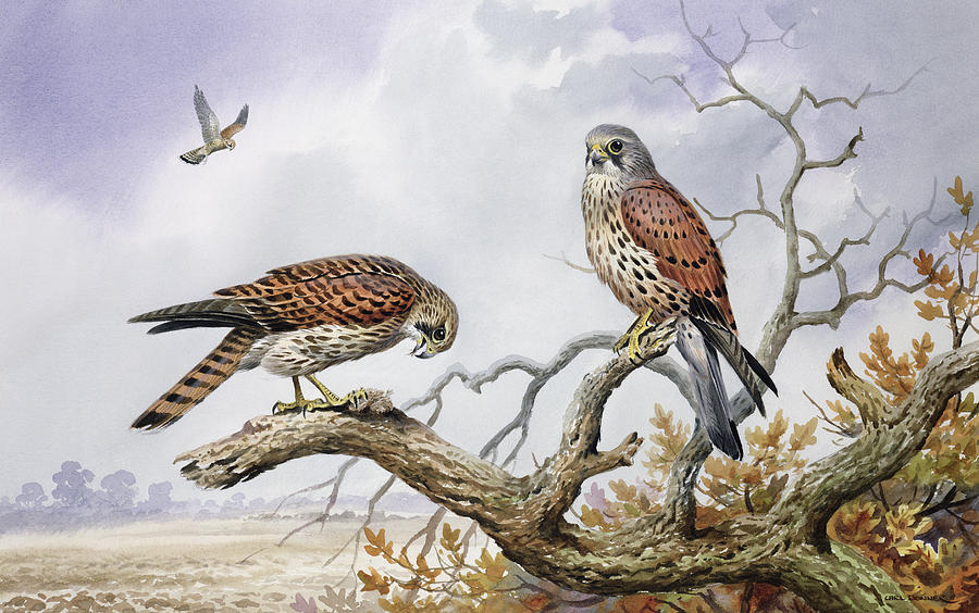Bird Painting - Pair of Kestrels by Carl Donner 