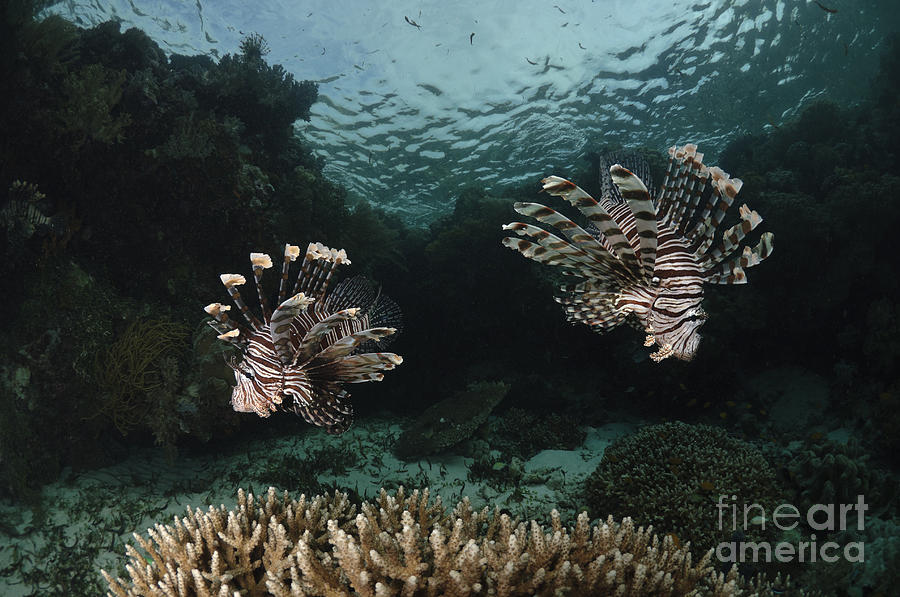 Pair Of Lionfish, Indonesia Photograph