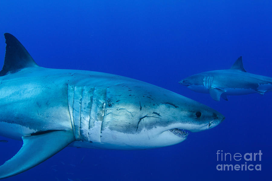 Pair Of Male Great White Sharks Photograph