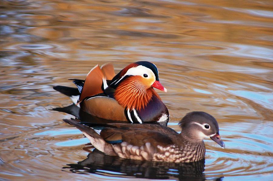 Pair Of Mandarin Duck Photograph by Juan Cruz