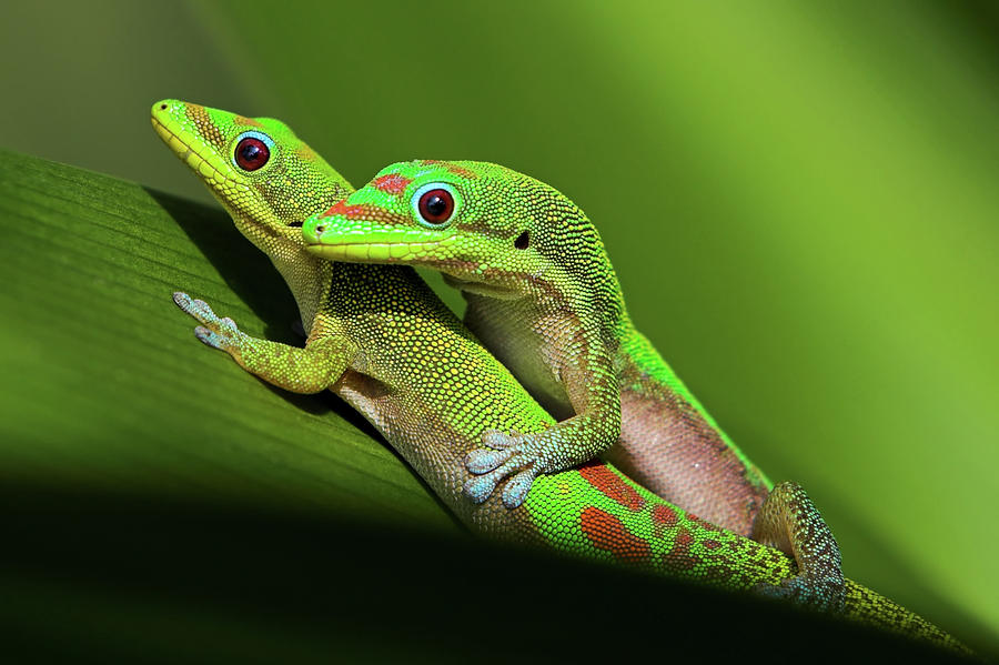 child squeed gecko