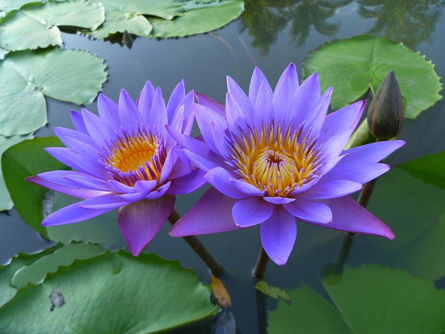 Pair of Purple Lotuses Photograph by Gregory Smith - Fine Art America