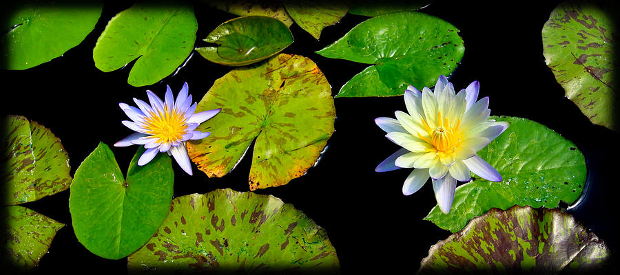 Pair of Water Lillys Photograph by Steve McKinzie