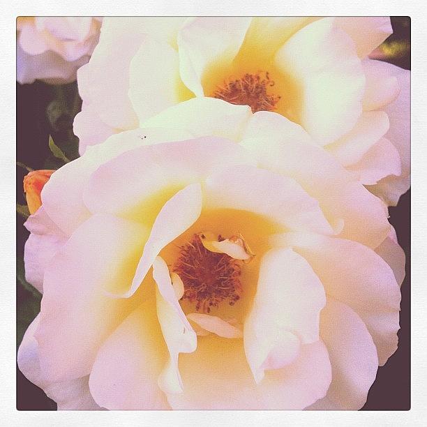 Pair Of White Yellow Roses ! Photograph by Jyothi Joshi