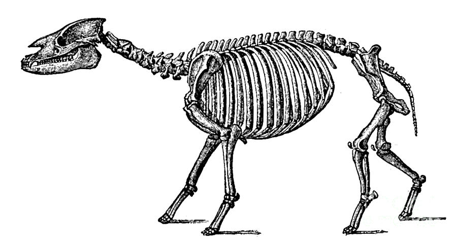 Palaeotherium, Cenozoic Mammal Photograph by Science Source