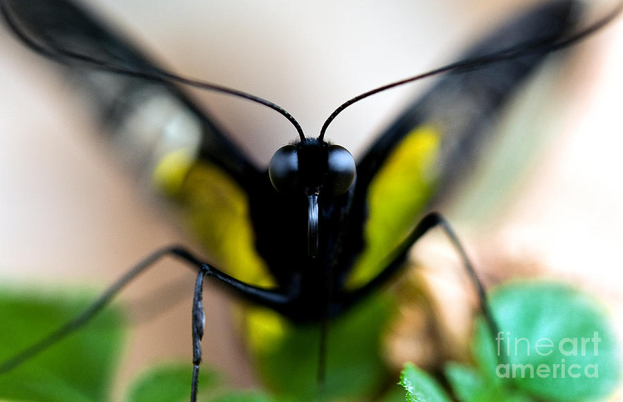 Palawan Birdwing Butterfly Photograph by Terry Elniski