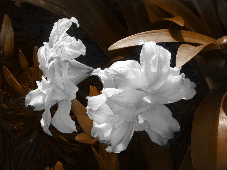 Flower Photograph - Pale Beauties in Sepia by Rebecca Blain